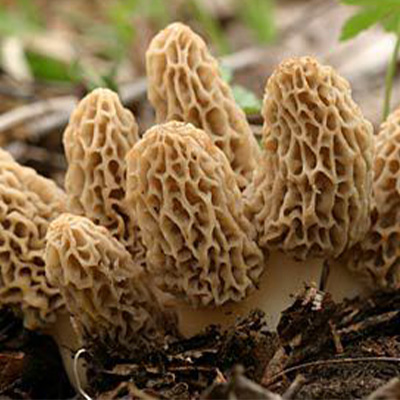 The Great Morel
